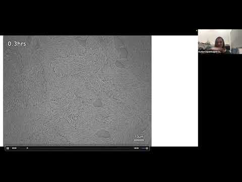 Katherine Copenhagen | Topological defects drive layer formation in gliding bacteria colonies