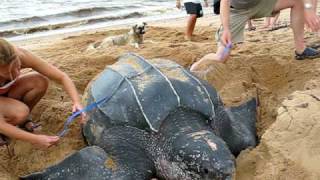 preview picture of video 'Leatherback monitoring in Galibi, Suriname - Oceanic Society'