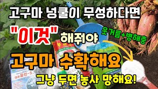 고구마넝쿨이 무성하다면 이것 해줘야 고구마 수확합니다 그냥두면 농사 망해요 고구마웃거름과 고구마병해충꿀팁!