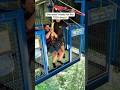 She Wasn T Ready For This 132ft Drop Highlandfling Swing Scotland Shorts Zipline