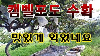 [텃밭농부. 1,201]  캠벨 포도 수확 #포도재배