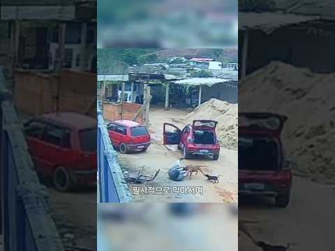 핏불이 달려드는 순간, 남성이 취한 놀라운 행동