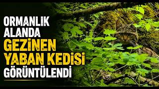 Ormanlık Alanda Gezinen Yaban Kedisi Görüntülendi