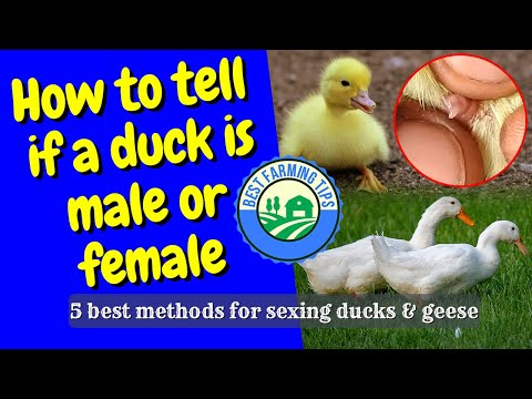 , title : 'How to tell if a duck is male or female: 5 best methods for sexing ducks & geese'