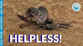 Ocean Conservation Namibia: Baby Seal Emergency
