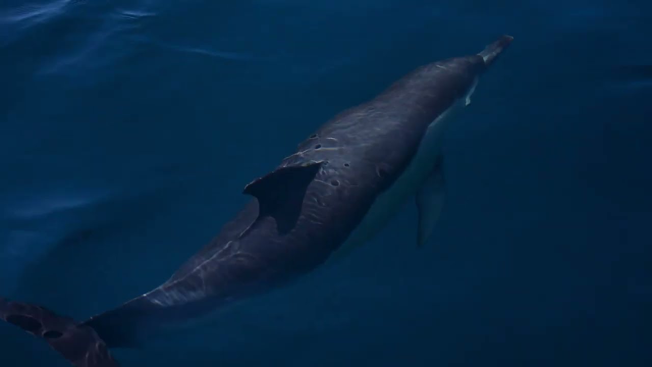 Watch dolphins in Atlantic waters on Lagos boat tour.