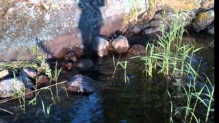 Rock And Roll Music - Pentti Hietanen