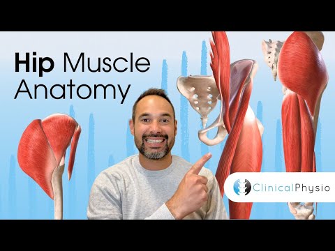 Hip Muscle Anatomy | Expert Physio Guide