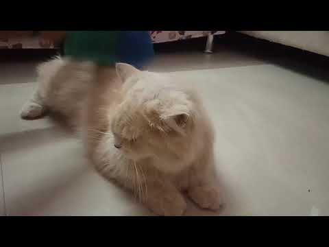 Cute cat😽😽😽 | Shaikh firdous