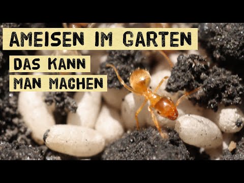 , title : 'Ameisen im Garten bekämpfen oder nicht? Welche Schäden richten Ameisen an Pflanzen an? Vergrämung'