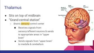 2.3 - Hindbrain, midbrain, limbic system - AP Psychology