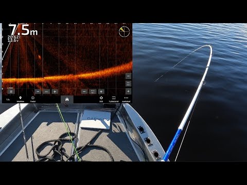 Kuhaa, ahventa, haukea pohjasta ja välivedestä! Liveluotaimessa jättihauki!