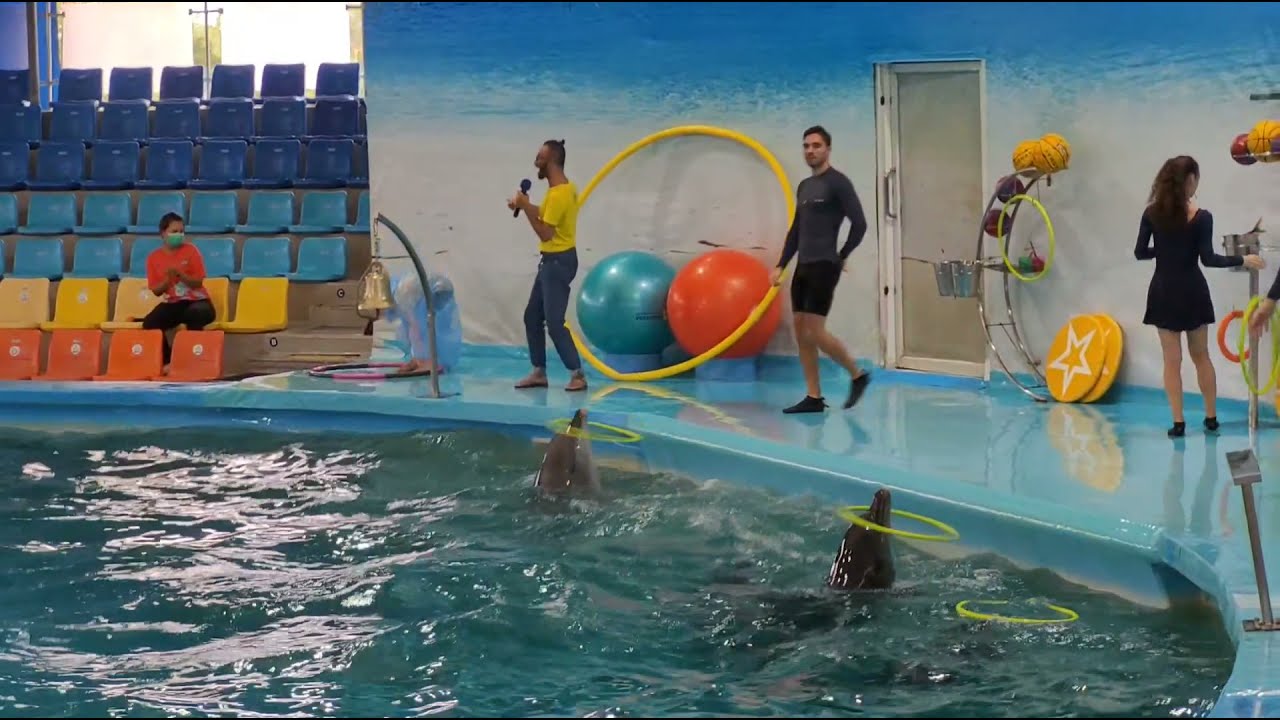 Immerse yourself in the vibrant world of Dolphins Bay Phuket via this captivating video.