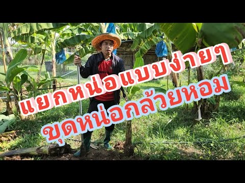 #ส่งทั่วไทยนะครับ #หน่อกล้วยหอมทองปทุม #หน่อกล้วยหอมเขียว#รับออเดอร์ครับ #กล้วย#ส่งทุกจังหวัด