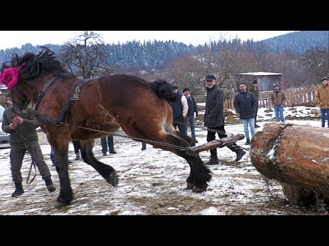 Cai Probe de Tracțiune cu Armăsarul lui Daniel de la Voitinel