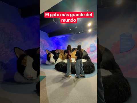 Conocimos al gato más grande del mundo 😱