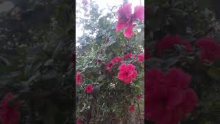 Download lagu Mandar full mp3