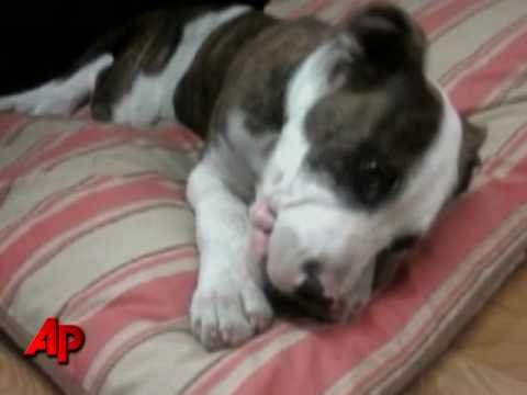 Bad Boy: Dog Bites Patrol Car, Lives