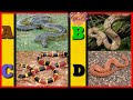 A To Z Snakes Snakes Name In English With Pictures Video ABC Snakes With Pronunciation