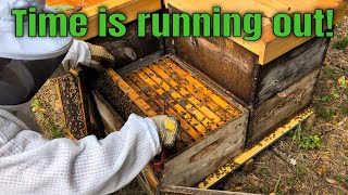 Essential Fall Tips For Beekeepers + Making New Comb Late