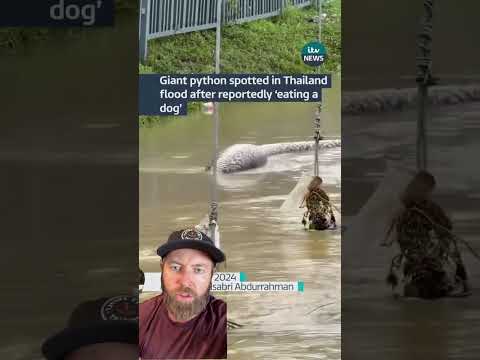 Big snake. Bigger meal