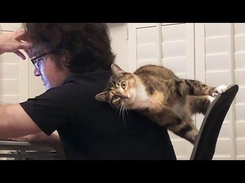 Funniest Cats Videos 2025 😼 Try Not To Laugh 😹 Part 6