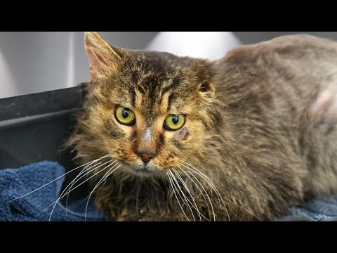 This Changes Everything...I'm Sorry To Every Cat on My Channel, But This One's The BEST 🥹