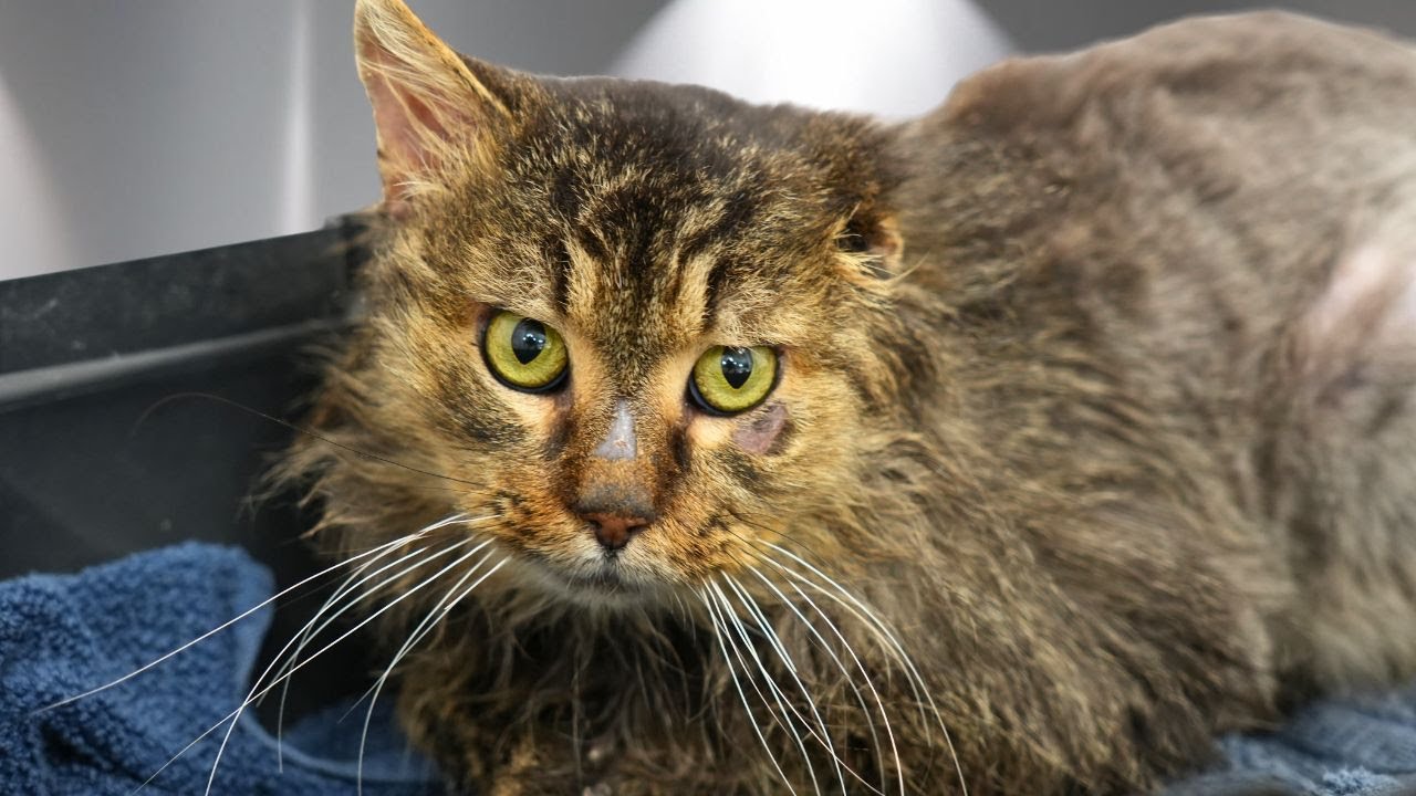 This Changes Everything...I'm Sorry To Every Cat on My Channel, But This One's The BEST 🥹