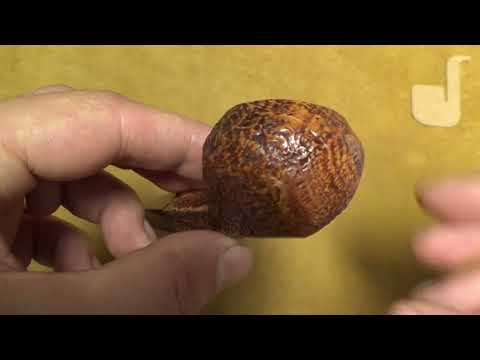 Pipa Dunhill County gruppo 3 - 3117 (2024) - DHCO91