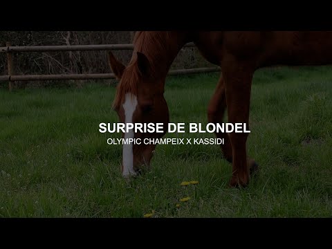 Presentation of Surprise