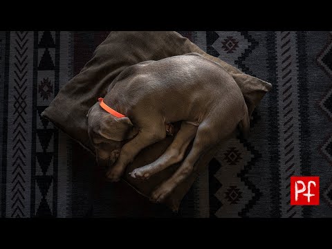 Life With Koda (Episode 1) - Getting a weimaraner puppy