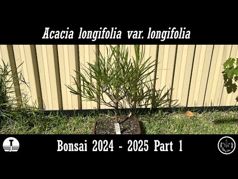 Acacia longifolia bonsai 2024 - 2025 part 1