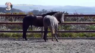 Power Full Horse Breeding | “First Time Stallion Horse Breeding – Real Mating Process Revealed!”