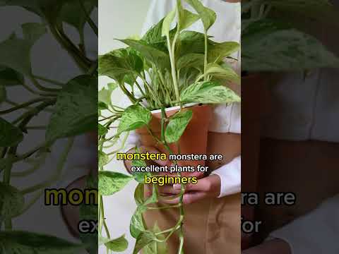 TOP 5 "HARD TO KILL" HOUSEPLANTS | LOW MAINTENANCE| Beginner's Indoor Plants| BirdofParadise |