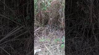 Download lagu IWAN FALS - Panggilan Dari Gunung #shortvideo #laguviral #laguhits #musikindonesia #storywa #3001 mp3 Download lagu IWAN FALS - Panggilan Dari Gunung #shortvideo #laguviral #laguhits #musikindonesia #storywa #3001 mp3