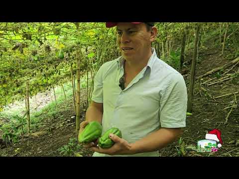 Producción de Chayotes en Yalí, Jinotega #culturagrotv #inta