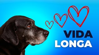 5 Dicas para Dar ao seu CÃO a Melhor Velhice POSSÍVEL!