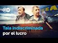 La Avaricia Por La Madera IKEA Y La Desaparición Del Bosque De Los Cárpatos DW Documental