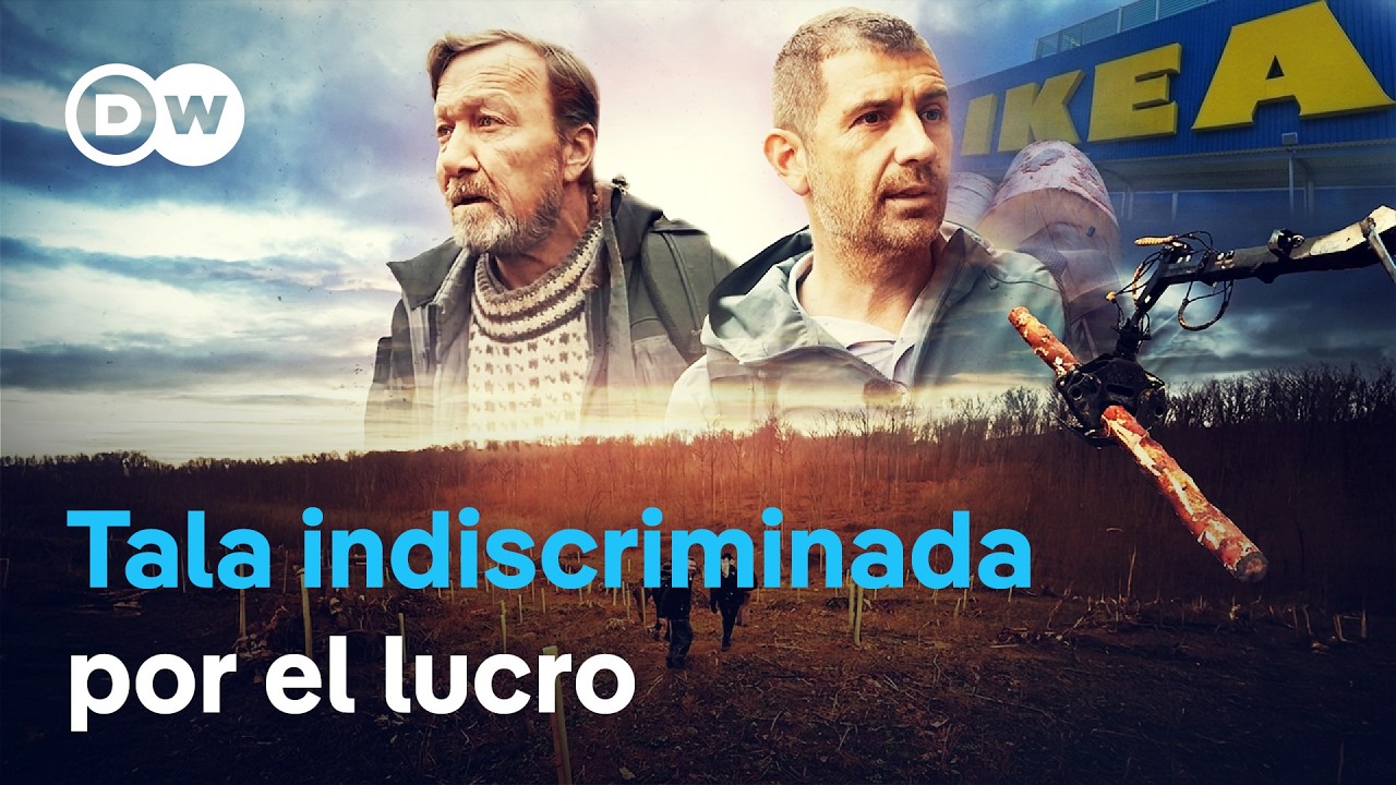 La avaricia por la madera - IKEA y la desaparición del bosque de los Cárpatos | DW Documental