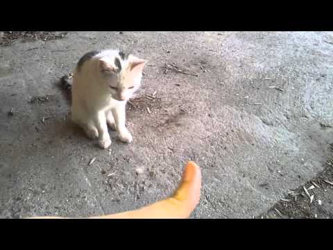 download lagu mp3 mp4 Minki, download lagu Minki gratis, unduh video klip Minki