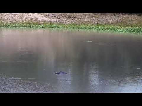 Djuma: Impalas, Hippo and Nyalas - 11:45 - 02/16/2022