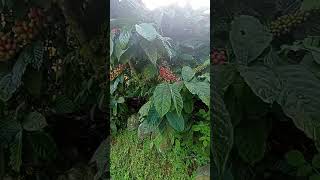 Download lagu Kopi Tempur Desa Wisata Tempur mp3 Download lagu Kopi Tempur Desa Wisata Tempur mp3