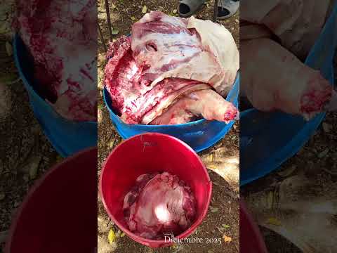 Uribe (Meta). llanos Orientales. Hermoso Atardecer llanero. Gran Asado. m.@.@🦇