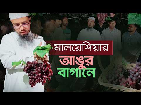 মালয়েশিয়ার আঙুর বাগানে পরিশ্রমী প্রবাসী ভাইদের সাথে এক মুহূর্ত | Malaysia Safar | Shaik Ahmadullah