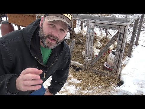 , title : 'DO CHICKENS NEED HEAT IN THE WINTER?  YOU MIGHT BE SURPRISED!'