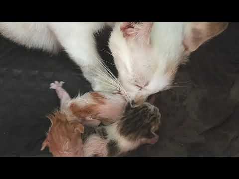 My Native cat "LL" gave birth to three kittens👏❤️👍