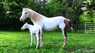 Episode 84 - A journey of breeding, pregnancy, and birth of a Maximum White filly