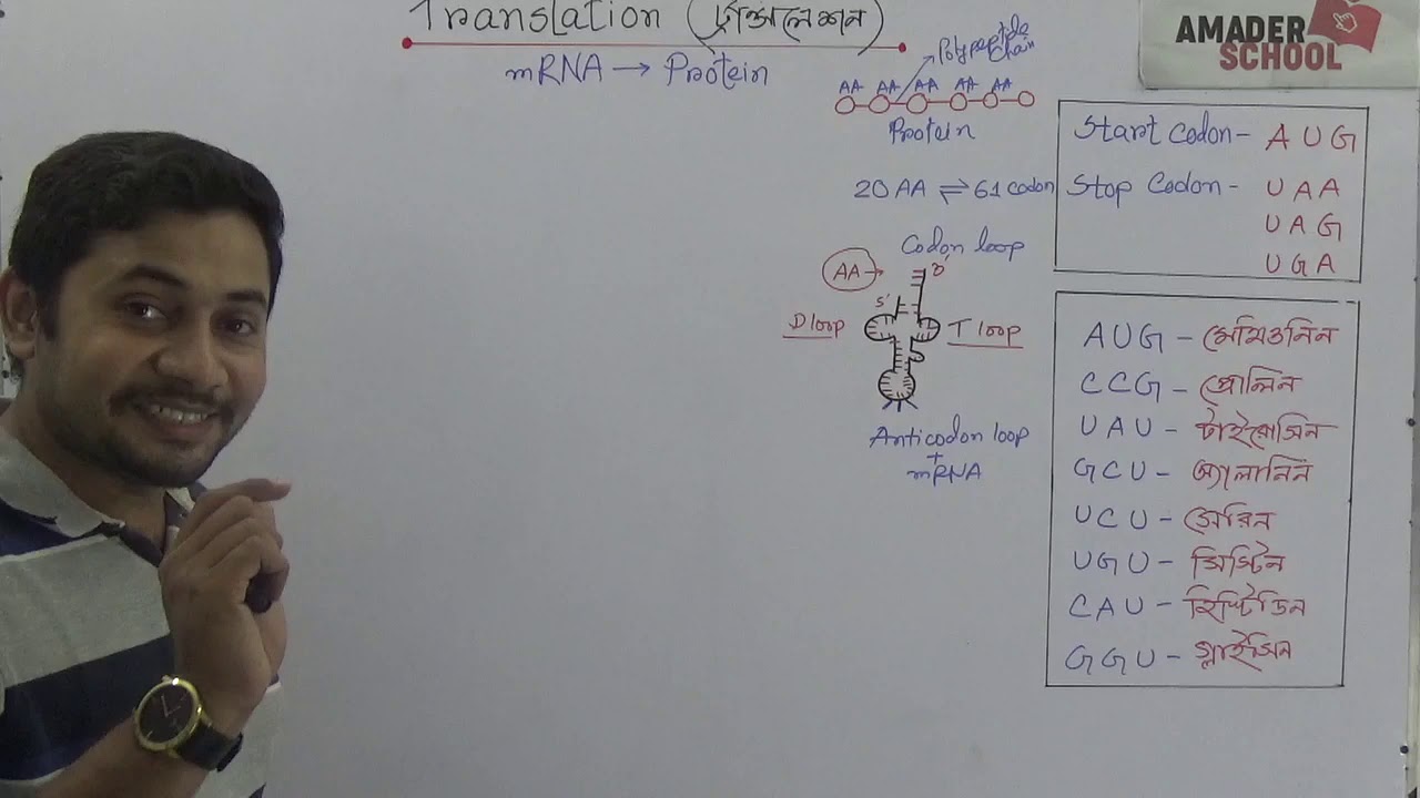 DNA Translation | mRNA to Protein | ডি এন এ ট্রান্সলেশন । HSC Biology || Fahad Sir