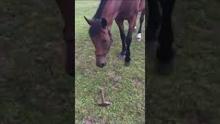 Pferd holt den Hammer nach Aufforderung