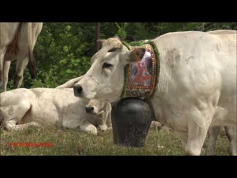 LA TRANSUMANZA DOPO TANTO CAMMINO UN PO DI RIPOSO A ROBILANTE. (CN) SAB. 19 - 6 - 2021.